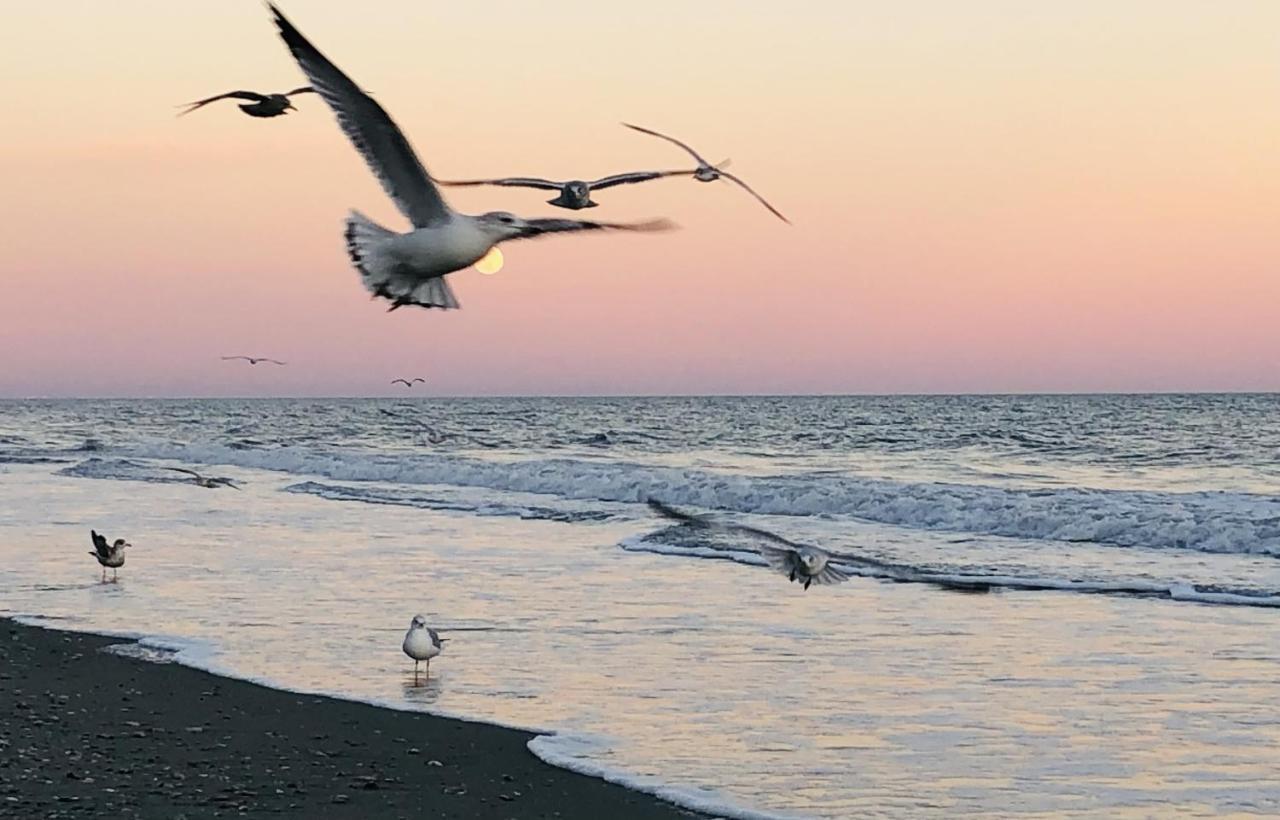 Huge Ocean Front Condo, Amazing Views Myrtle Beach Zewnętrze zdjęcie